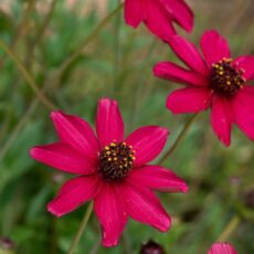 5023242999791 1 Cosmos atrosanguineus Cherry Chocolate.jpg
